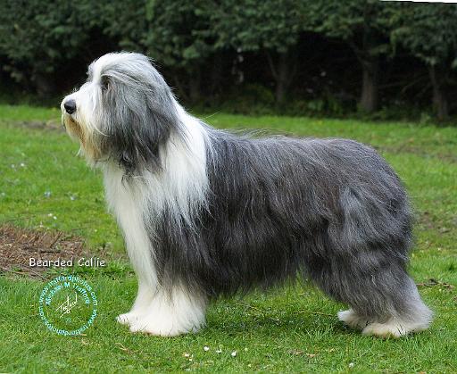 Bearded Collie 8R002D-16.jpg